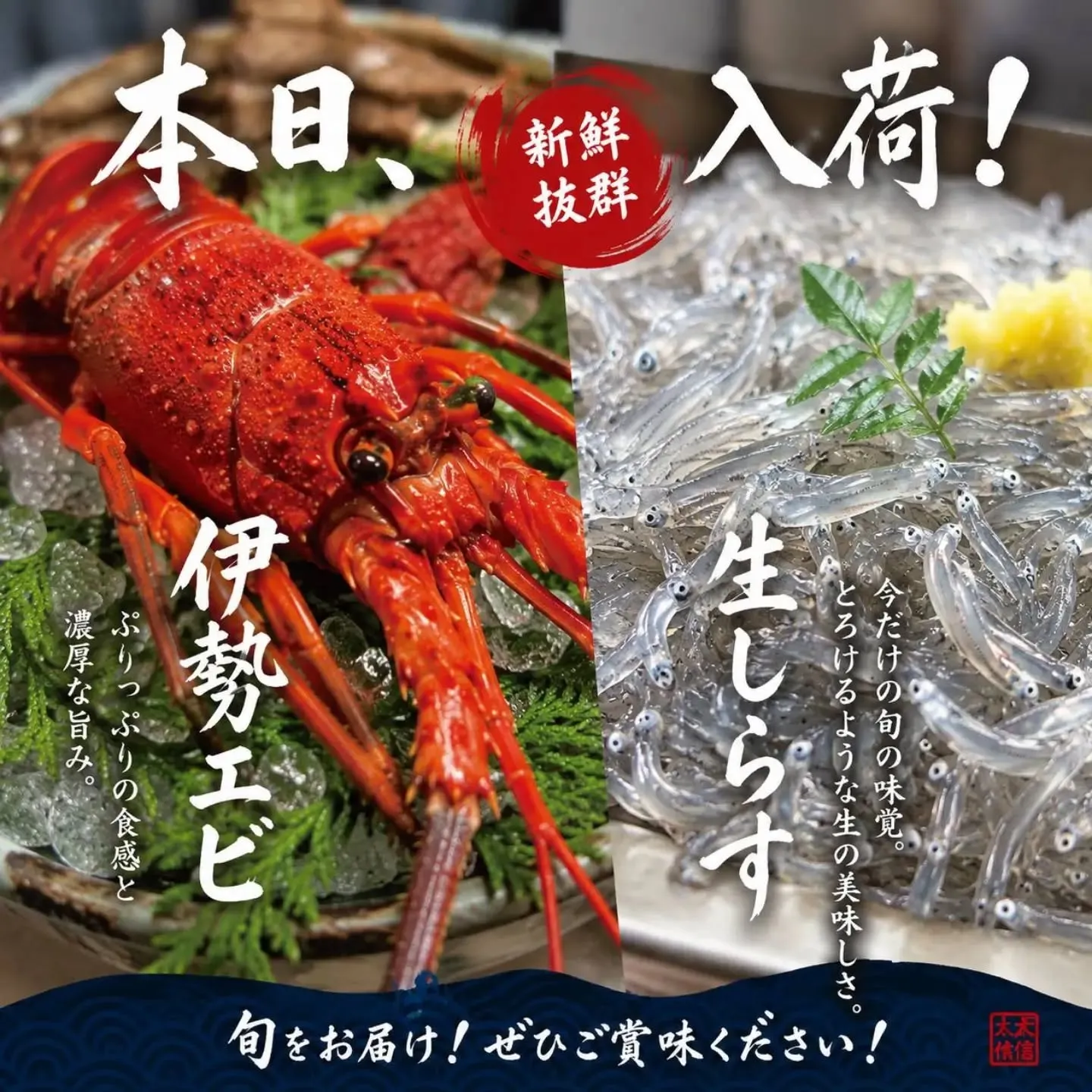 🦞✨本日、伊勢海老＆生しらす入荷しました！✨🐟