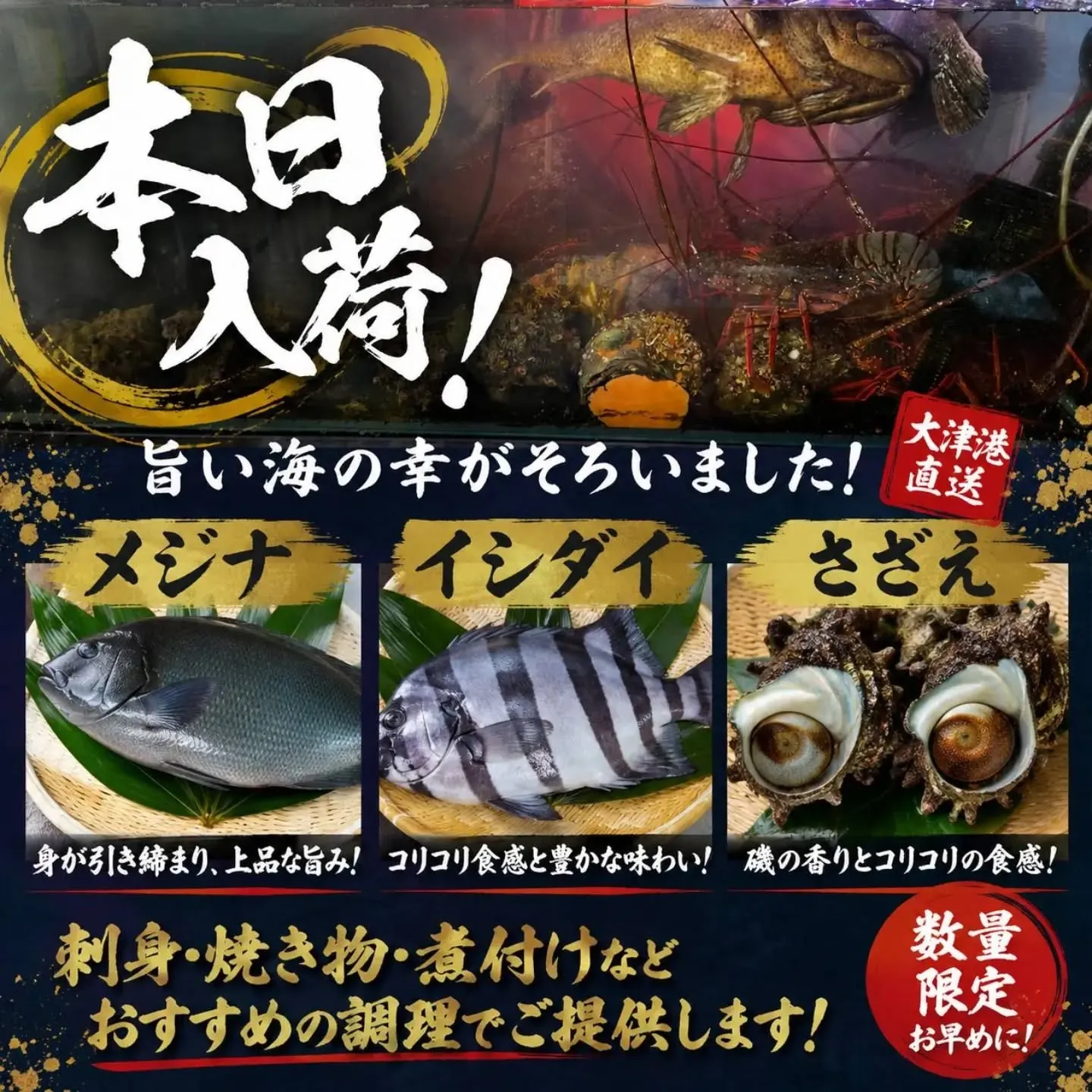 🐟本日の活魚入荷情報！🦞