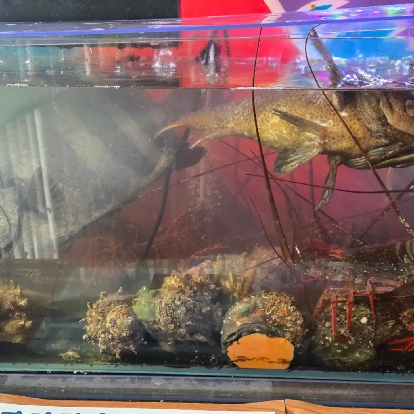 🐟本日の活魚入荷情報！🦞