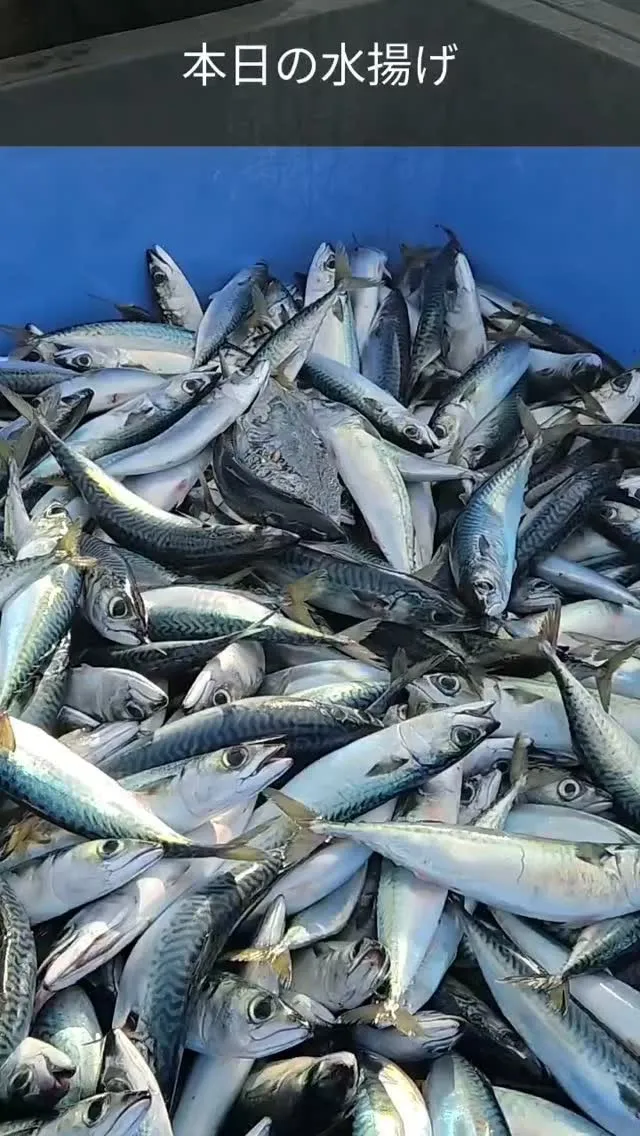 🐟 本日も新鮮な海の幸が水揚げされました！ 🌊
